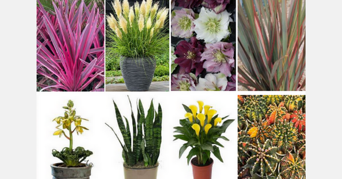 Fleurizon presents the 19th edition of their starter material catalog