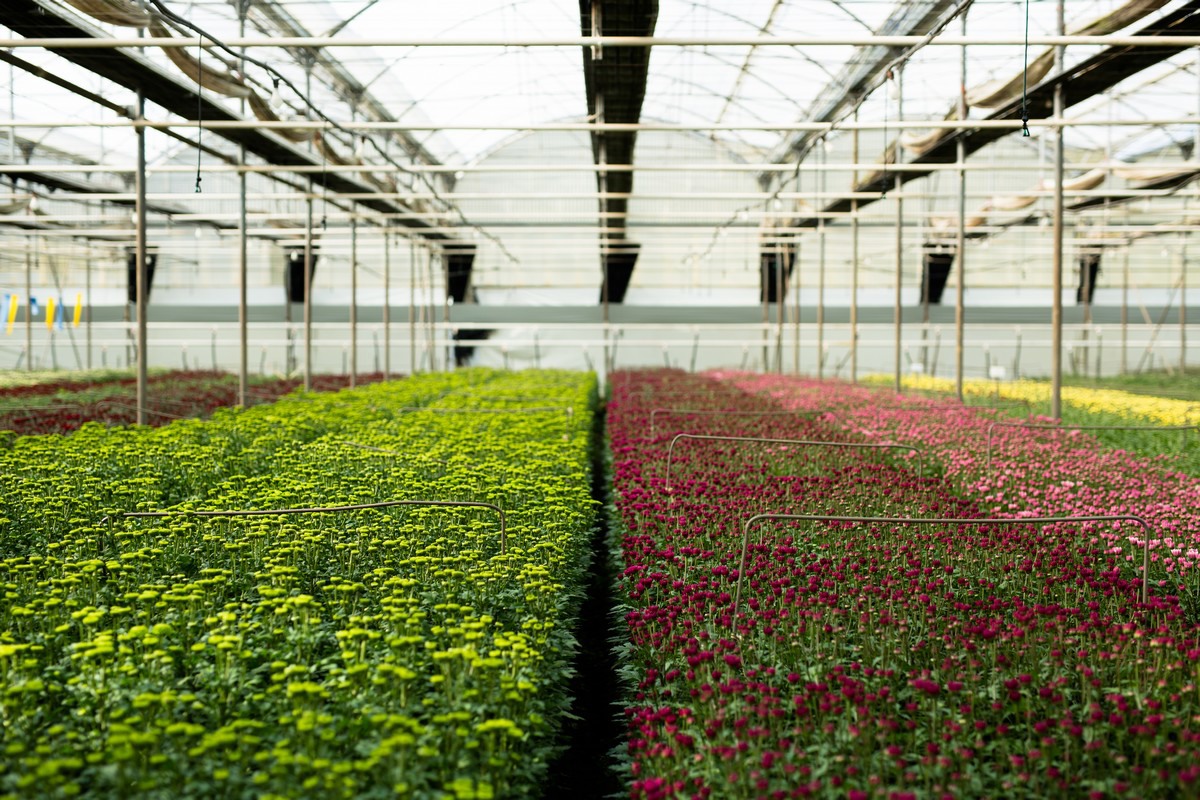 Growing fresh cut flowers between the mountains