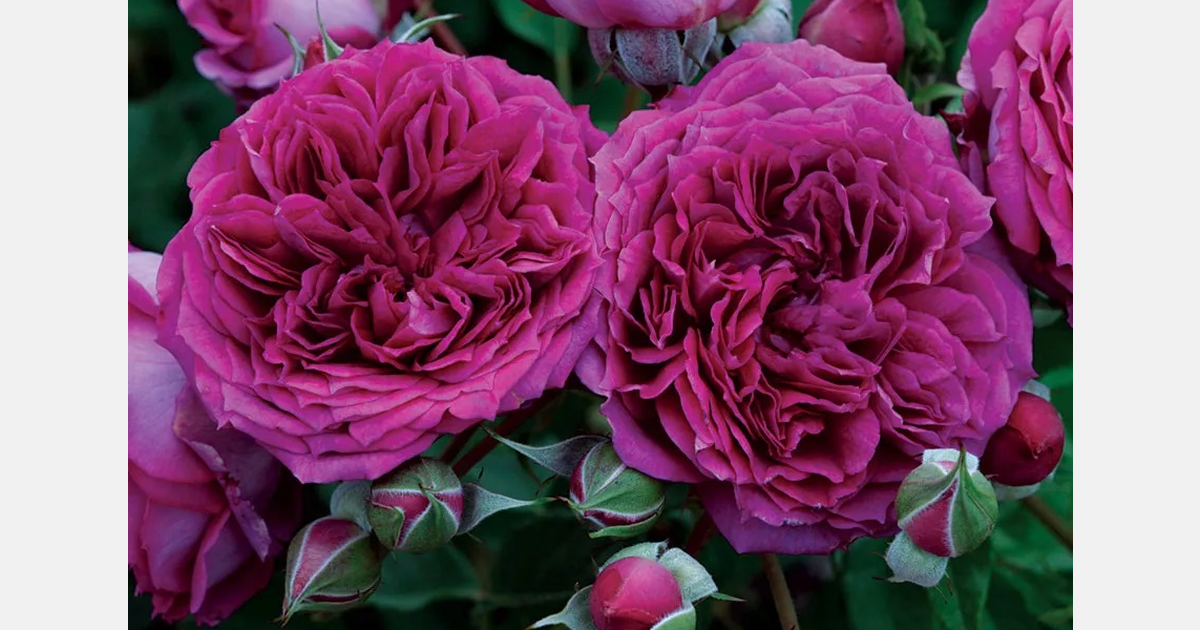 rose pink様❁︎オーダー　ハーバリウム2026母の日。:°ஐ*。: US: Jackson & Perkins unveils 2026 rose introductions