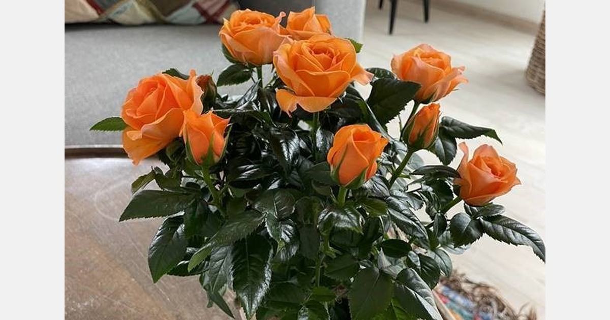 “It stands out for its rich orange color, compact size, and impressive