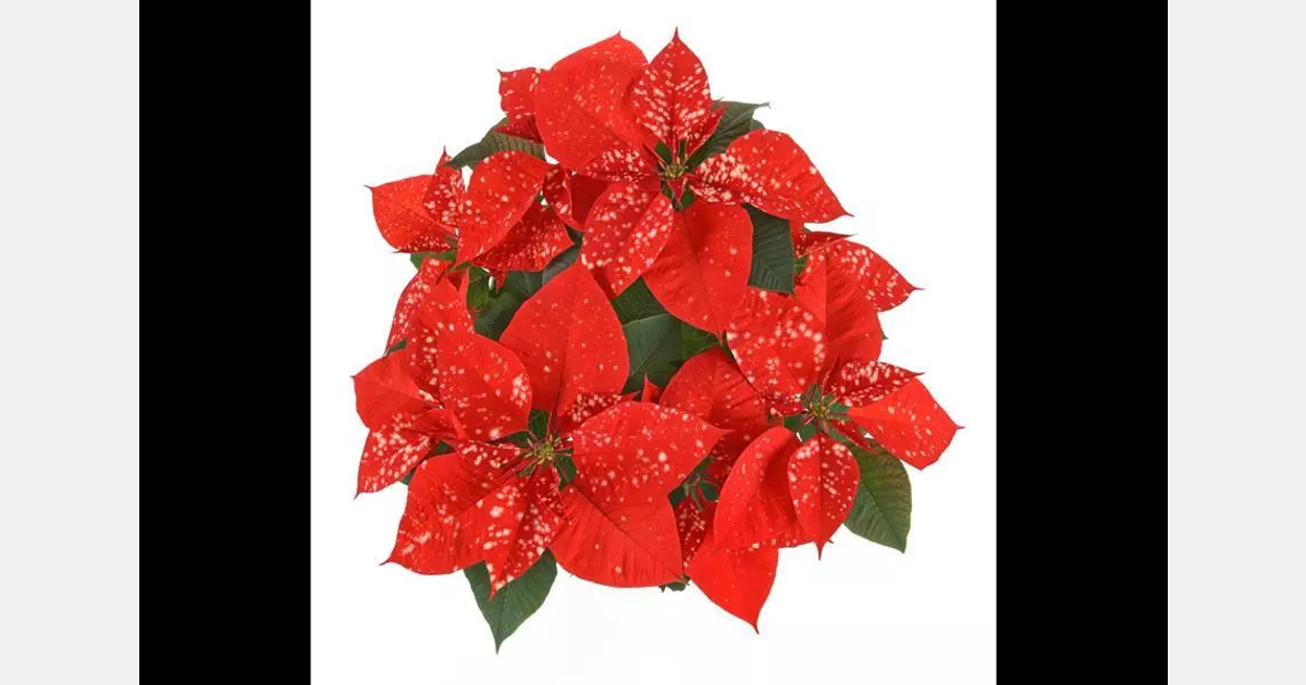 North America 2025 Poinsettia catalog released