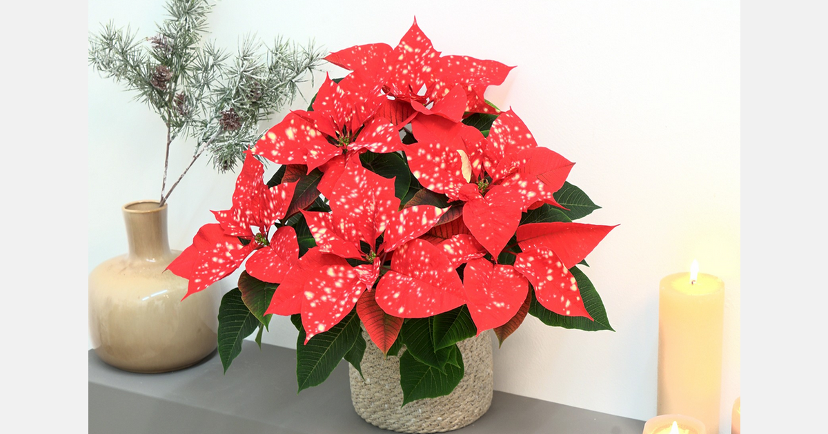 Selecta one to present new varieties at IPM 2025