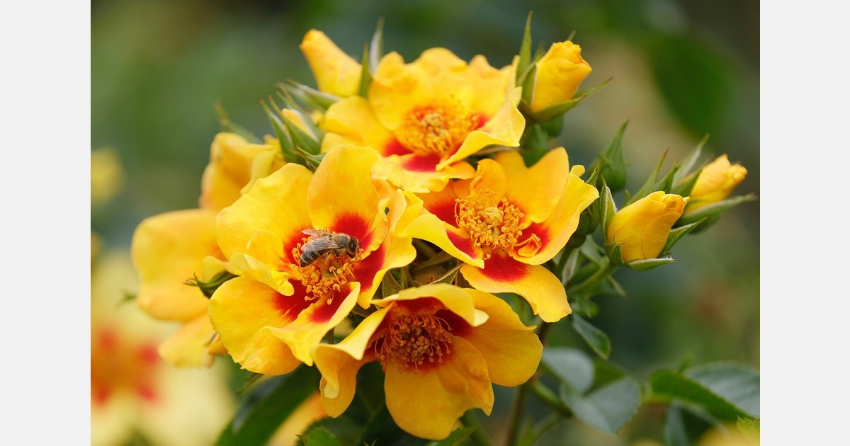 140 new rose varieties seen at Baden-Baden Rose Novelty Competition