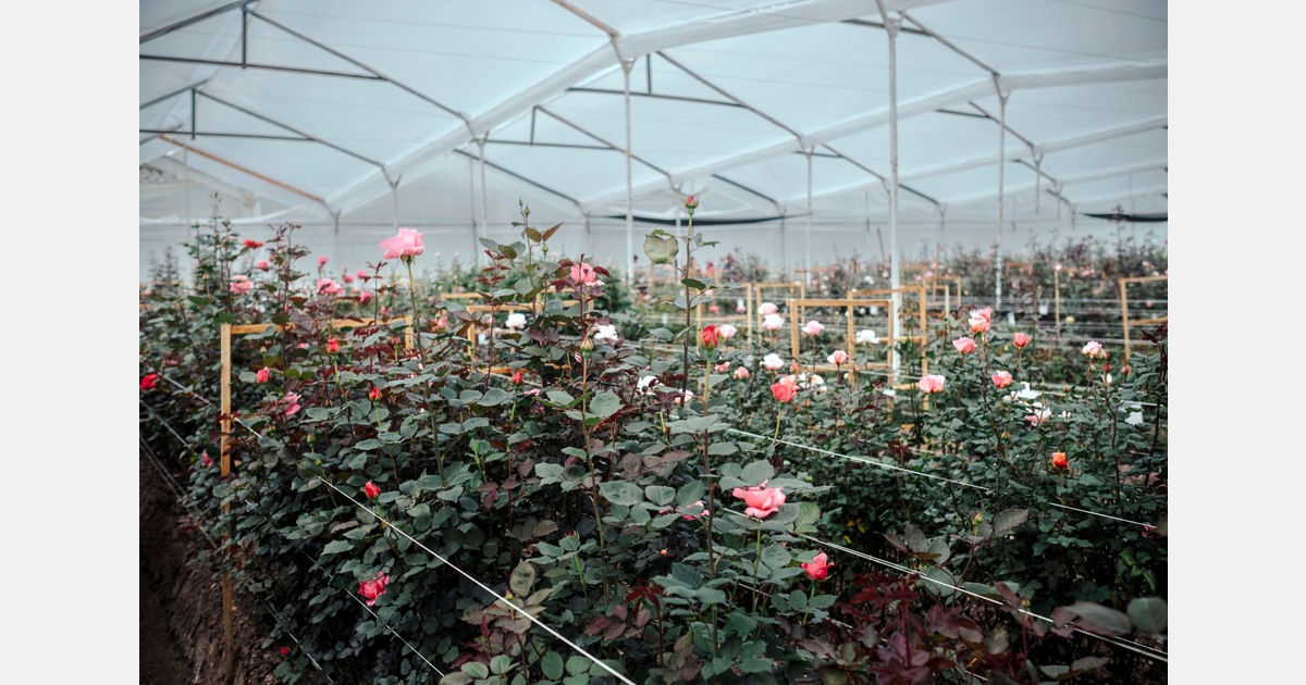 Extended wedding season continues to drive strong demand for garden roses
