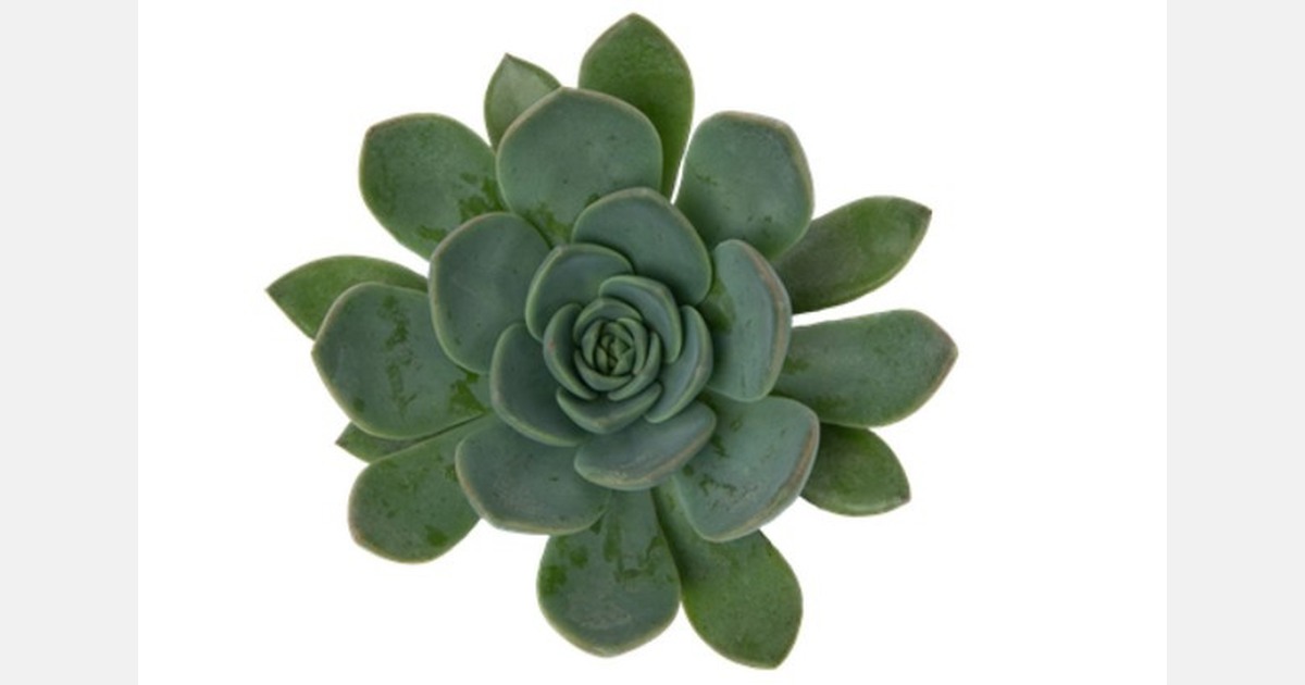 Dümmen Orange releases new to the Jungle catalog