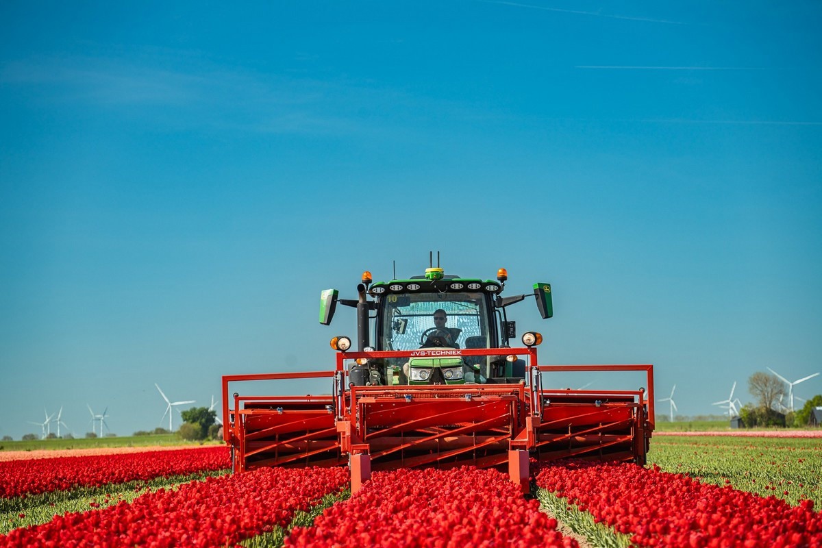 Dutch tulip grower takes steps towards sustainability