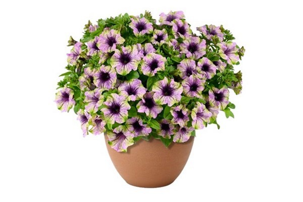 Danziger announces 2027 varieties