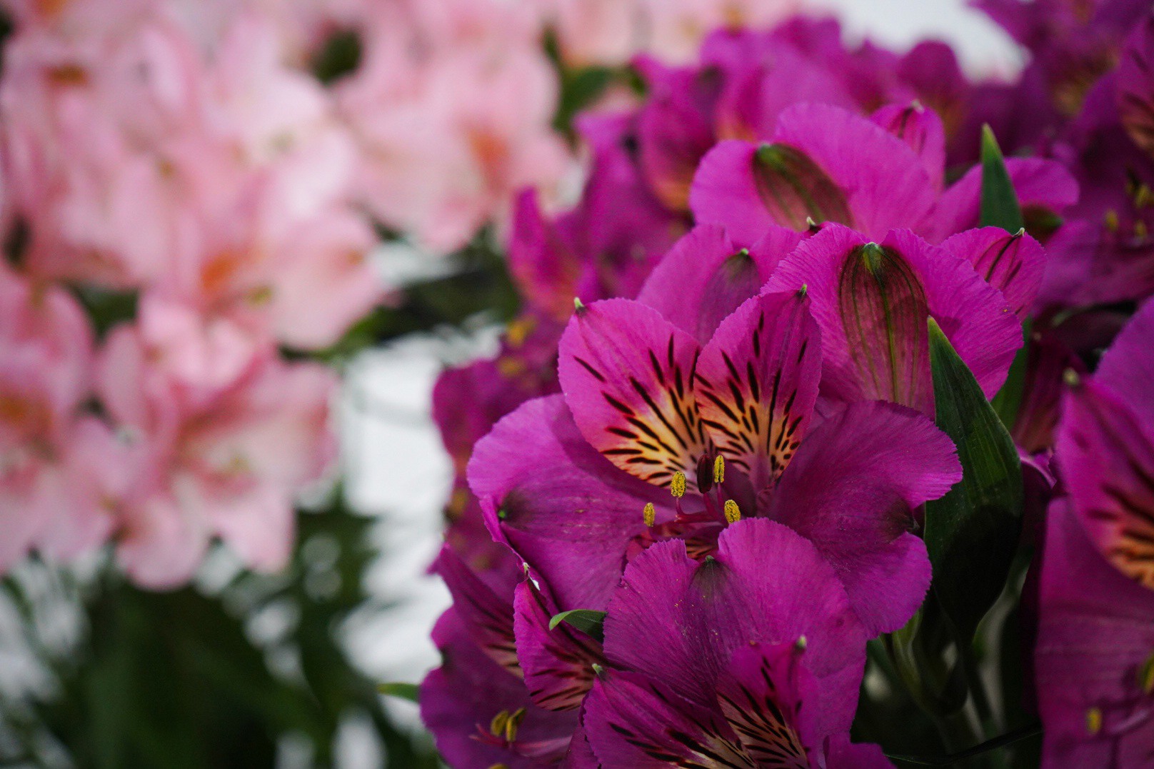 Chinese floral business blooms globally