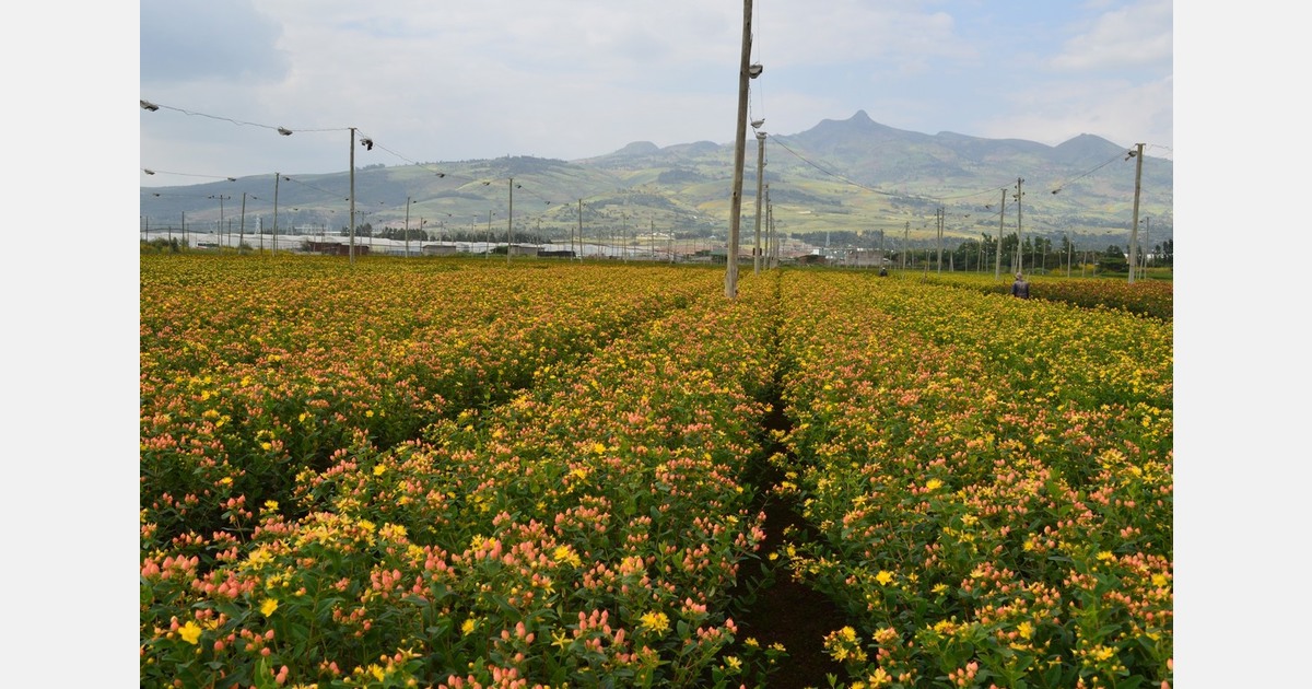 Investing in Ethiopia: Today&rsquo;s reality and advice from fifteen years of practical experience