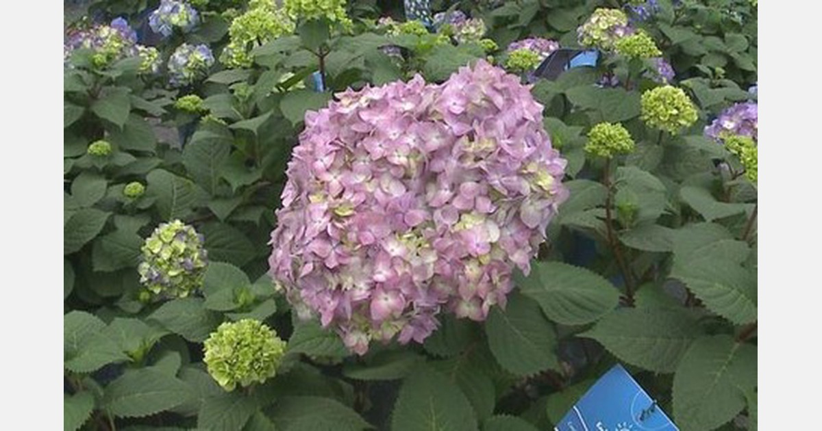 US (RI) The BloomStruck Hydrangea of Bailey's Nursery