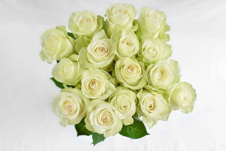 Kenya: AAA Roses expands Bellissima rose production with 10 ha