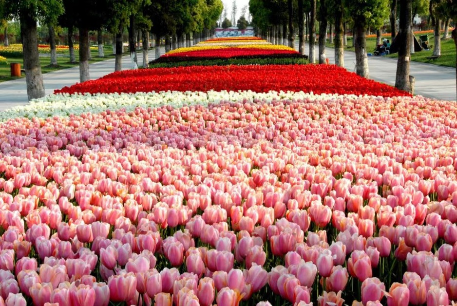 Grand opening of Tulip Show at the Shanghai Flower Port, displaying 3