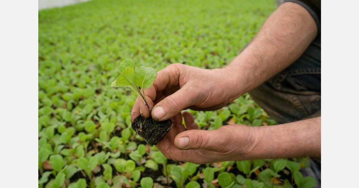 Peat free horticulture why and how?