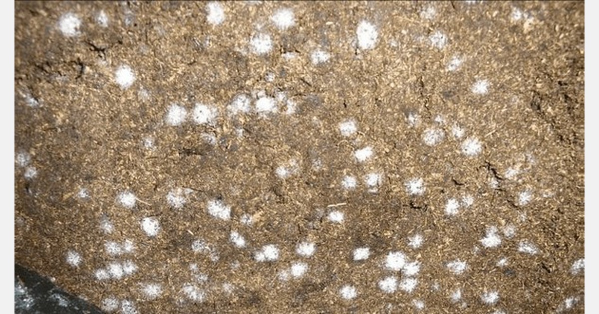 Mold in peat? What you need to know