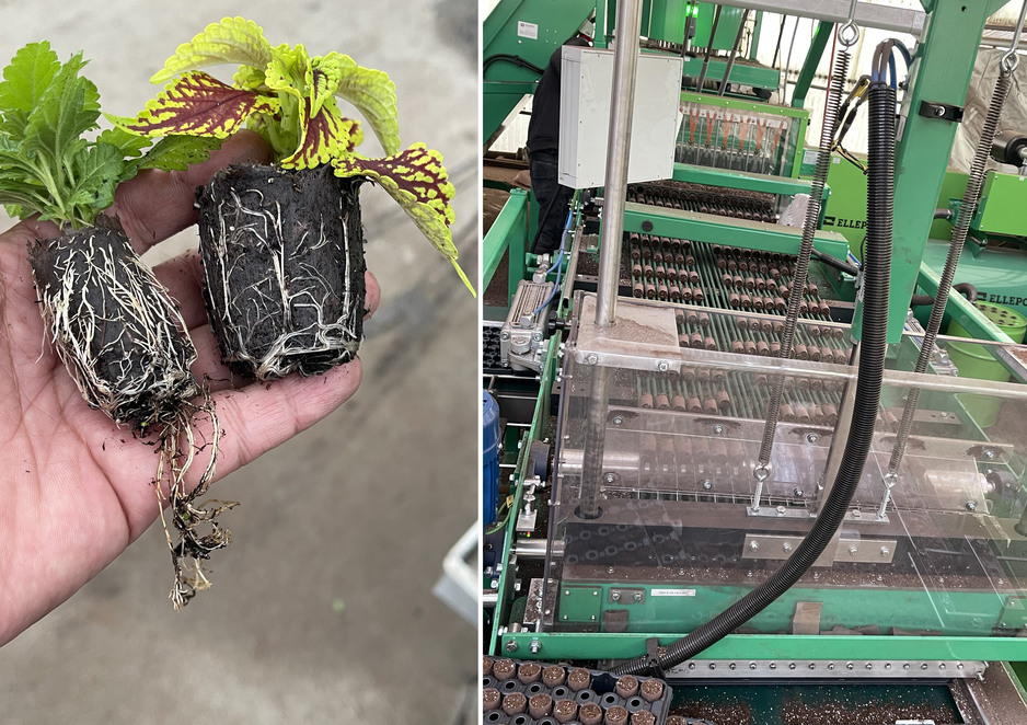 Tagawa Greenhouse rooting cuttings better and faster