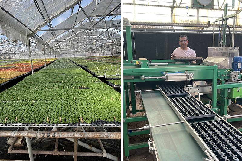 Tagawa Greenhouse rooting cuttings better and faster