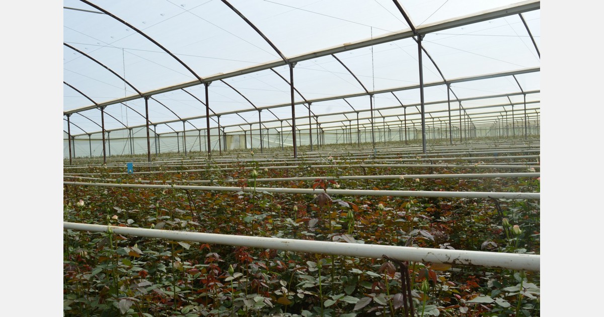 Ethiopia Floriculture industry faces market shift