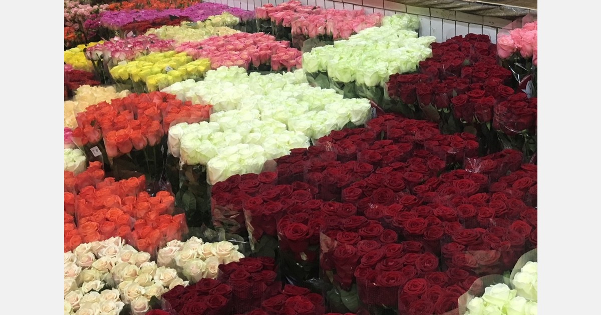 Cloning and expression analysis of rose genes