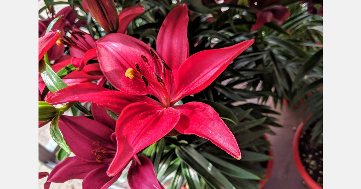 UK Flower market wholesaler to open hub at Country Baskets, Lye