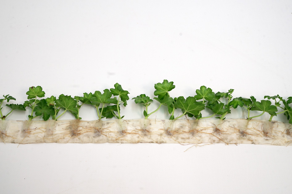 Biodegradable paper bags replaces substrate in new propagation system