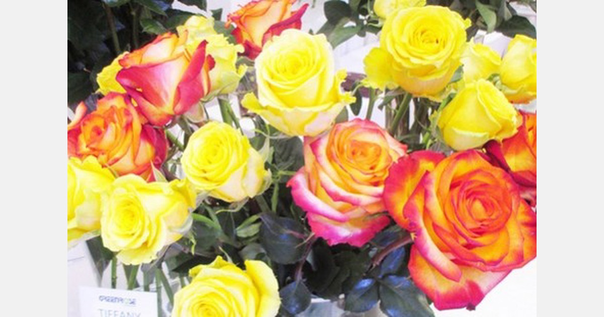 Blooming business of Ecuadorian roses