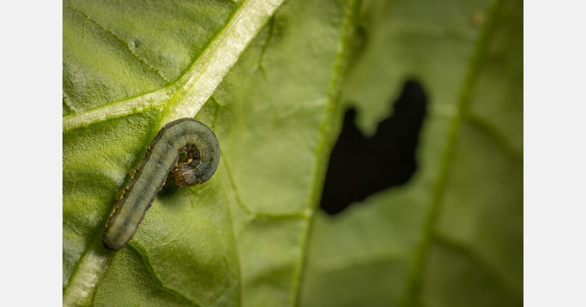 Ten needtoknow facts about caterpillars