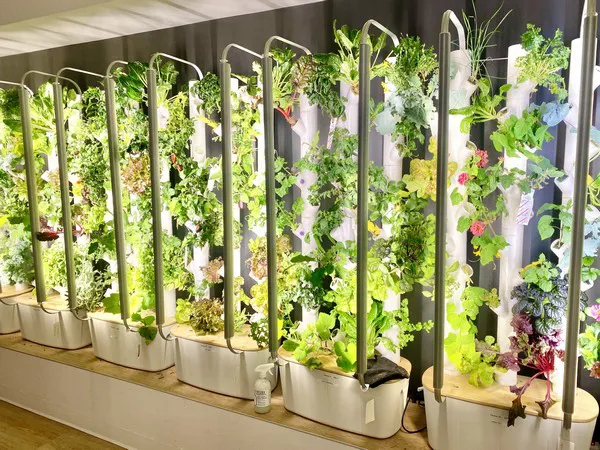 Unlocking the Secrets of Hydroponic Propagation for Exotic Plants