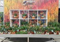 The Sunbird Aloes of Marathon Plants