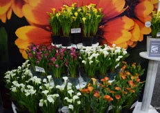 You must love these lilies at the ThinkPlants booth. Captain Calla Lilies: Bred by Kapiteyn in Holland, and known for extra flowers per plant and a very long shelf life.