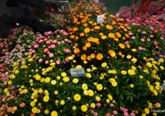 The Bracteantha Granvia from Suntory is new in the colors Peach Pink and Orange