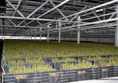 The growers make use of a multilayer system