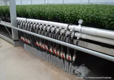 Residual heat from the cooling facility is used to heat the greenhouse