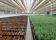 Greenhouse in full production. Photo credit: Pioneer.