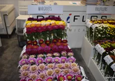 Deliflor americas. New series development of anemone type disbud chrysanthemums that might be able to replace gerberas and they are long lasting