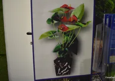 The soil-lite products in the soil of an anthurium plant