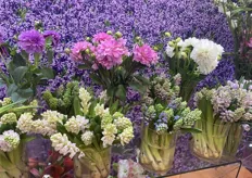 Colorful hyacinths