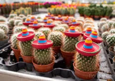 Mini cactus with sombrero