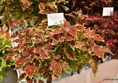 Downtown of Dümmen Orange is a compact coleus line. “In the US we see a trend towards living in more small spaces and this series fits this trend very well. Coleus is a cross over plant and use it outdoor and indoor.” Currently, there are 7 varieties in the series, all named to cities. For example Downtown Columbus, the city where Cultivate is being held. Close-up of Fuchsia Ballerina of Dümmen Orange.