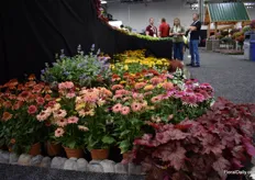 Using plants in multiple ways is a trend. Fresco Apricot of Terra Nova Nurseries for example has a very zinnia like flower, grows about 28 inches tall at maternity and makes an excellent cut flower.