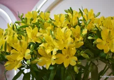 Sunny Yellow of Suasuque. Yellow used to be a difficult color, he say, but he sees a good tendency for greenish in alstroemeria with yellow flowers.