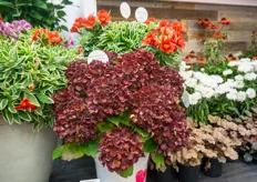 Think plants unites several companies. In focus on the show was, among others, the locally bred BloomChampion Bella Donna, which, under the right conditions, can change from light green to beautiful red in the fall, shares Anik Graves.