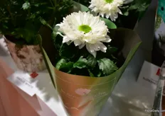 Another new product that was on Display at Dummen Orange is Licorne Blanche, a new disbudded potted chrysanthemum. According to Minck the flower shape is unique as it will turn into a ball shape when it matures.