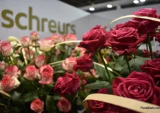 Some lovely roses from the well known breeder Scheurs.