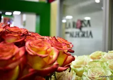 Roses of La ROsa Alegria.