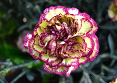 When Villetta started breeding carnations, they focused on the traditional colors. Afterwards, they became famous for their bicolors, like the one in the picture and over the last three years, they are focusing on the pastel/vintage colors. All in all, this results in a broad assortment of varieties, currently they now have more than 140 varieties. 