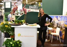 Suzanne Mulvehill of Miami Tropical Plant. She supplies finished and unfinished plants (hundreds of varieties in more than 8 pot sizes) to garden centers, high end retailers, photographers and so on.