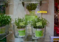 The new herb variety of Volmary; Duft-Rosmarin Saunoa.
