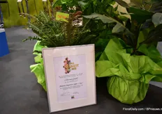 In the Green House Plant Category, Blechnum brasiliense 'Copper Crisp' from Cultivaris was distinguished as the "IPM Innovation 2019". It is absolutely trendy. Jungle feeling, green plants in all living spaces and green peculiarities. No matter whether in the te"0rrarium, in trendy glass gardens, in the bathroom or quite simply in the living space. The unusual house fern is convincing with its red buds and the firm, extremely ruched, deep-green fronds and forms a small stem over time. Blechnum is a tropical plant and likes warm conditions protected from the direct sun.