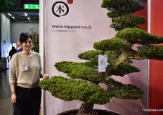 Folrani of Noppontree next to one of their imported plants: pinus pentaphylla (goyo-matsu). Currently they have most plants at their farm for at least a year, but in the future she thinks that they will grow them longer in their nursery as the Japanese younger generation is not growing their plants to 40 year, for example, anymore. Now, they only grow them till about 20 years.