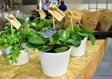 The Peperomia of Gartneriet Tingdal, for example is also doing well in Italy. Also in this country they see the interest in green plants increasing.